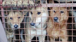 MOT: Katukoirat - rakkautta ja riskejä (S): 05.03.2018 16.00