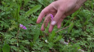 Luonto taiteen lähteenä: 06.03.2018 11.00