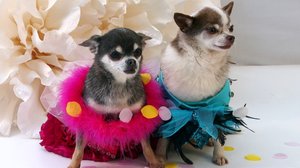 Mitä vain vuoksesi, lemmikkini: 07.03.2018 13.30