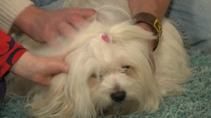 BUU-Jontti: Klara Maria och hunden Frida!: 08.03.2018 13.02