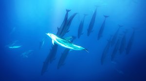 Blue Planet II: 10.03.2018 06.00