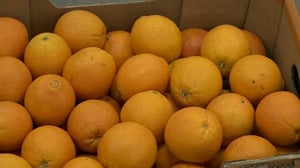 Luonto lähellä: Appelsiinin talvisato: 12.03.2018 09.06