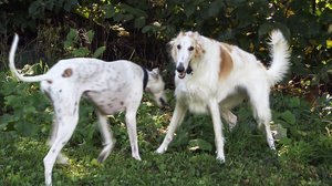 Mitä vain vuoksesi, lemmikkini: 14.03.2018 13.30