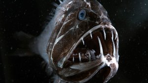 Blue Planet II: 17.03.2018 06.00