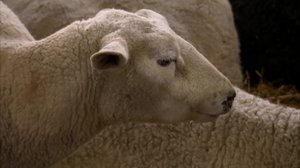 Spotlight: Susipelko leviää: 18.03.2018 07.00