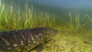 Miksi kala syö?: 20.03.2018 12.05