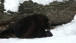 Luonto lähellä: ahmaretki Korkeasaaressa: 26.03.2018 08.26