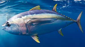 Blue Planet II: 31.03.2018 06.00