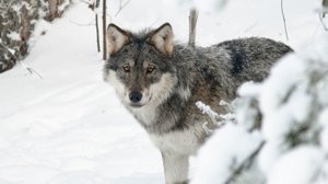 Live: Vem är rädd för vargen?: 29.03.2018 12.44