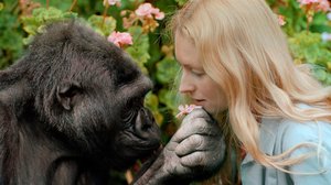 Prisma: Tarina puhuvasta gorillasta: 31.03.2018 08.05