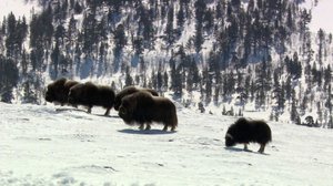 Luontoretkellä: Muinaiseläin rajaseudulla: 01.04.2018 07.30