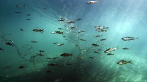 Tarinoita järviltä: 01.04.2018 14.55