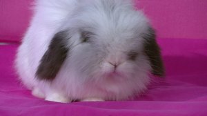 Puoli seitsemän: 02.04.2018 20.00