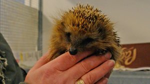 Eläinhoitolan tarinoita: 06.04.2018 03.00