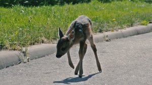 Eläinhoitolan tarinoita: 06.04.2018 03.00