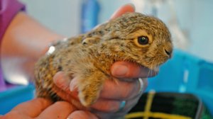 Eläinhoitolan tarinoita: 06.04.2018 03.00