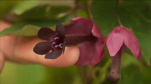 Puutarhaperjantai: 06.04.2018 10.00