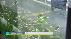 Yle Uutisluokka Triplet: Aalto-yliopisto tutkii luonnonmukaisten vesiuomien rakentamista laboratorio-oloissa: 09.04.2018 10.28