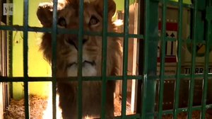 Yle Uutisluokka Triplet: Sodan jalkoihin jääneitä eläimiä pelastetaan Jordaniaan: 09.04.2018 10.30