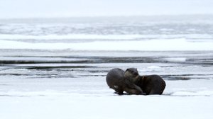 Tarinoita järviltä: 14.04.2018 20.25