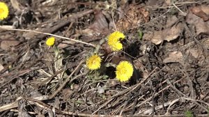 Luonto lähellä: kimalaiset: 16.04.2018 09.39