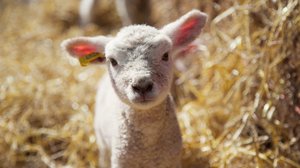 Prisma: Eläinäidit: 25.04.2018 06.00