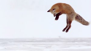 Avara luonto: Yellowstonen vuodenajat: 21.04.2018 18.45