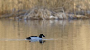 Tarinoita järviltä: 21.04.2018 20.25
