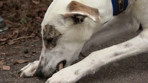 Mitä vain vuoksesi, lemmikkini: 25.04.2018 13.00