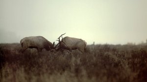 Avara luonto: Yellowstonen vuodenajat: 28.04.2018 18.45