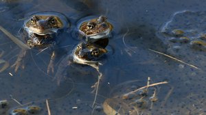 Tarinoita järviltä: 28.04.2018 20.25