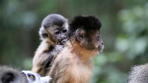 Prisma: Eläinäidit: 02.05.2018 06.00