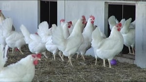 Yle Uutisluokka Triplet: Suomalaiset puhtaat elintarvikkeet myyvät ulkomailla: 02.05.2018 10.51