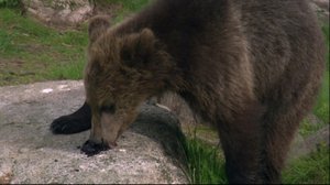 Luontoretkellä: Karhua katsomassa: 04.05.2018 14.20