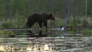 Pohjolan luonto (S): 05.05.2018 08.50