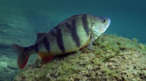 Tarinoita järviltä: 05.05.2018 15.30