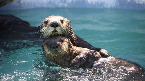 Prisma: Eläinäidit: 09.05.2018 06.00