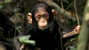 Avara luonto: Myyttinen Kongo: 12.05.2018 18.45