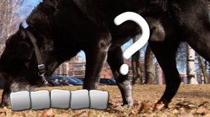 Herra Nokkelo (S): 16.05.2018 02.30