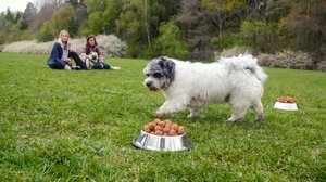 Ruotsin lihavimmat koirat: 16.05.2018 13.25