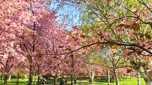 Lämpöaalto sai kirsikkapuut täyteen loistoonsa Helsingissä: 15.05.2018 10.15