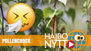 Dåliga nyheter för pollenallergiker: mycket björkpollen i år (S): 16.05.2018 14.00
