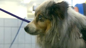 Elämäni eläimet: Eläinsairaalassa: 18.05.2018 15.00