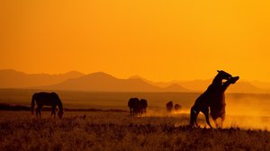 Avara luonto: Afrikan villi länsi: 19.05.2018 18.45