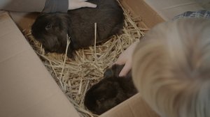 Uusi siskoni (S): 20.05.2018 18.00