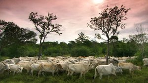 Ihmisen vaikutus planeettaamme: 22.05.2018 13.55