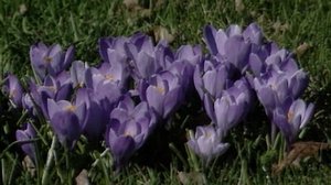 Kevään ensimmäiset kukkijat: 29.05.2018 00.05