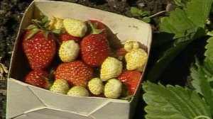 Mansikka-aika: 29.05.2018 00.04