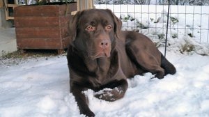 Antibioottikoiran elämää: 25.05.2018 14.00