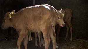 Vasikat ulos: 28.05.2018 07.20